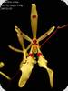 Renanthera citrina
